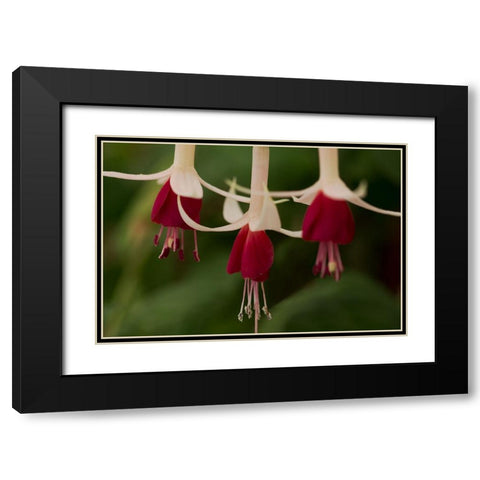 Dancing Fuchsias II Black Modern Wood Framed Art Print with Double Matting by Crane, Rita