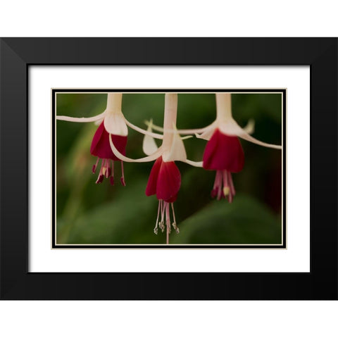 Dancing Fuchsias II Black Modern Wood Framed Art Print with Double Matting by Crane, Rita