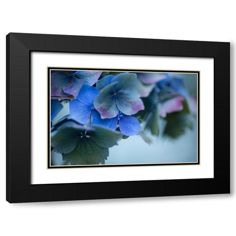 Autumn Hydrangea I Black Modern Wood Framed Art Print with Double Matting by Crane, Rita