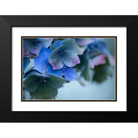 Autumn Hydrangea I Black Modern Wood Framed Art Print with Double Matting by Crane, Rita