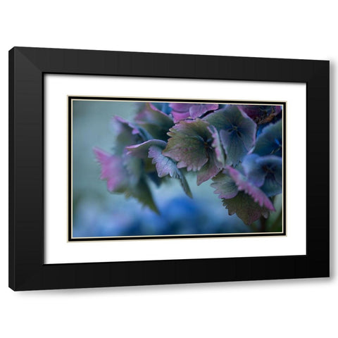 Autumn Hydrangea II Black Modern Wood Framed Art Print with Double Matting by Crane, Rita