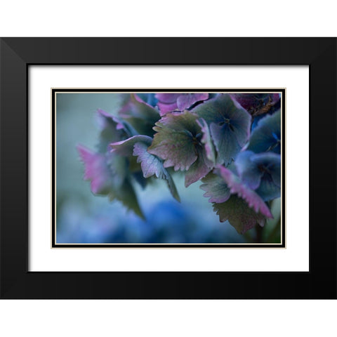 Autumn Hydrangea II Black Modern Wood Framed Art Print with Double Matting by Crane, Rita