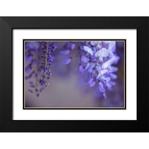 Delicate Wisteria II Black Modern Wood Framed Art Print with Double Matting by Crane, Rita