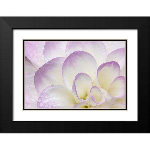 Lavender Dahlia II Black Modern Wood Framed Art Print with Double Matting by Crane, Rita