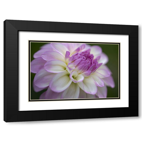 Lavender Dahlia VII Black Modern Wood Framed Art Print with Double Matting by Crane, Rita