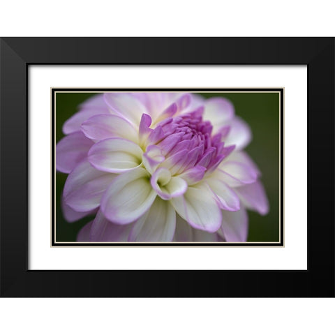 Lavender Dahlia VII Black Modern Wood Framed Art Print with Double Matting by Crane, Rita