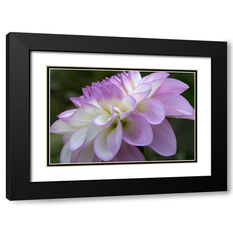 Lavender Dahlia VIII Black Modern Wood Framed Art Print with Double Matting by Crane, Rita