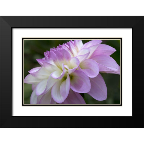 Lavender Dahlia VIII Black Modern Wood Framed Art Print with Double Matting by Crane, Rita