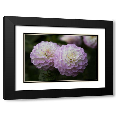 Lavender Dahlia IX Black Modern Wood Framed Art Print with Double Matting by Crane, Rita
