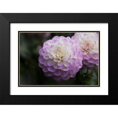 Lavender Dahlia X Black Modern Wood Framed Art Print with Double Matting by Crane, Rita