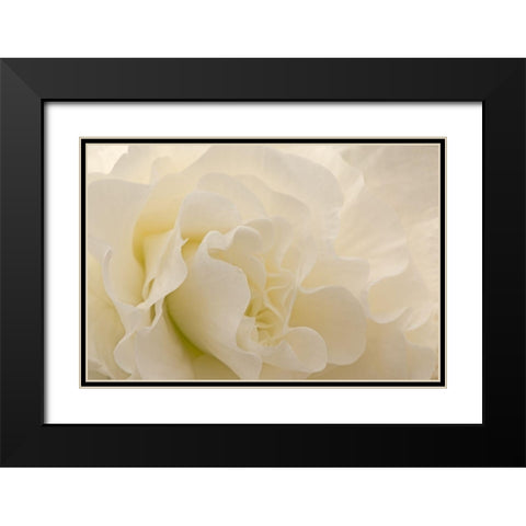 Delicate Begonia I Black Modern Wood Framed Art Print with Double Matting by Crane, Rita