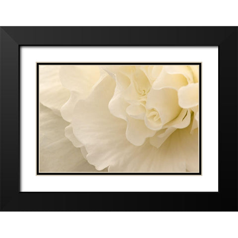 Delicate Begonia II Black Modern Wood Framed Art Print with Double Matting by Crane, Rita