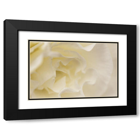 Soft White Begonia I Black Modern Wood Framed Art Print with Double Matting by Crane, Rita