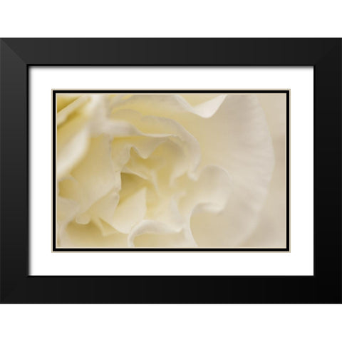 Soft White Begonia I Black Modern Wood Framed Art Print with Double Matting by Crane, Rita