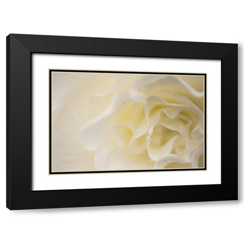 Soft White Begonia II Black Modern Wood Framed Art Print with Double Matting by Crane, Rita
