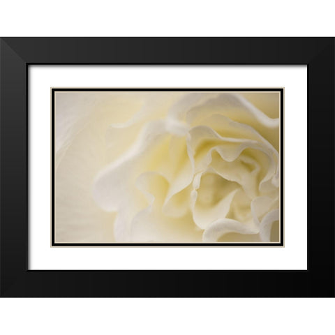 Soft White Begonia II Black Modern Wood Framed Art Print with Double Matting by Crane, Rita
