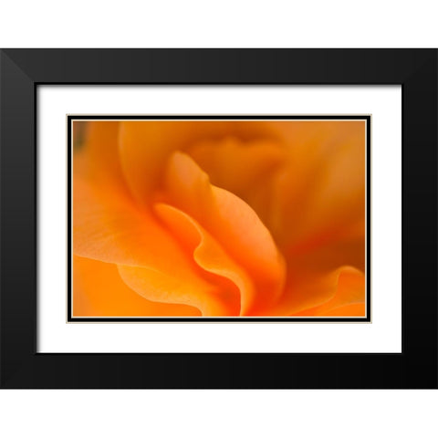 Begonia Glow I Black Modern Wood Framed Art Print with Double Matting by Crane, Rita