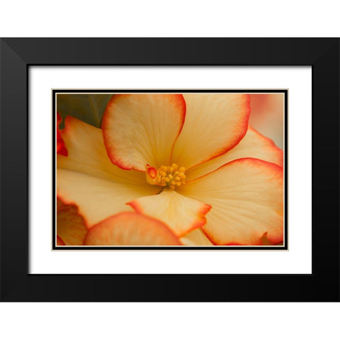 Camilles Begonias I Black Modern Wood Framed Art Print with Double Matting by Crane, Rita