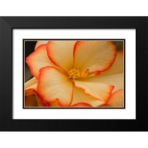 Camilles Begonias II Black Modern Wood Framed Art Print with Double Matting by Crane, Rita