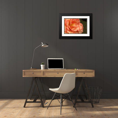 Festive Begonia I Black Modern Wood Framed Art Print with Double Matting by Crane, Rita