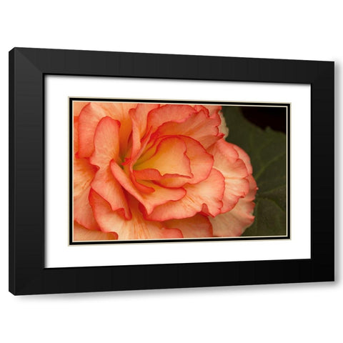 Festive Begonia I Black Modern Wood Framed Art Print with Double Matting by Crane, Rita