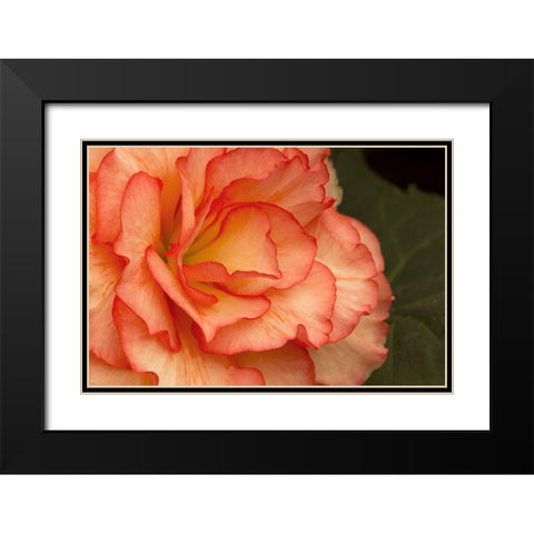 Festive Begonia I Black Modern Wood Framed Art Print with Double Matting by Crane, Rita
