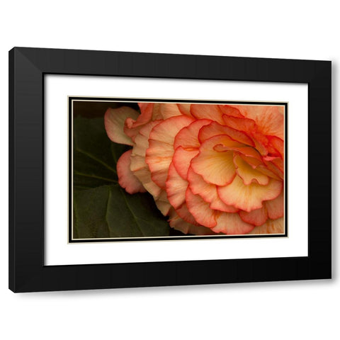 Festive Begonia II Black Modern Wood Framed Art Print with Double Matting by Crane, Rita