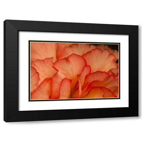 Festive Begonia III Black Modern Wood Framed Art Print with Double Matting by Crane, Rita