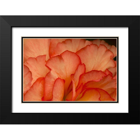 Festive Begonia III Black Modern Wood Framed Art Print with Double Matting by Crane, Rita