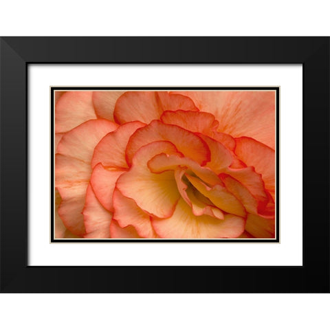 Festive Begonia VI Black Modern Wood Framed Art Print with Double Matting by Crane, Rita