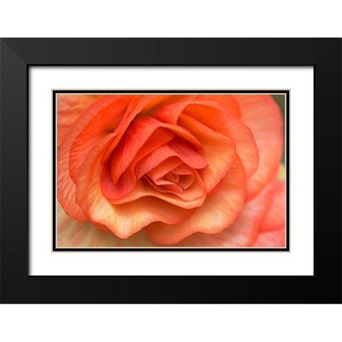 Orange Ruffles I Black Modern Wood Framed Art Print with Double Matting by Crane, Rita