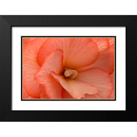 Orange Ruffles V Black Modern Wood Framed Art Print with Double Matting by Crane, Rita