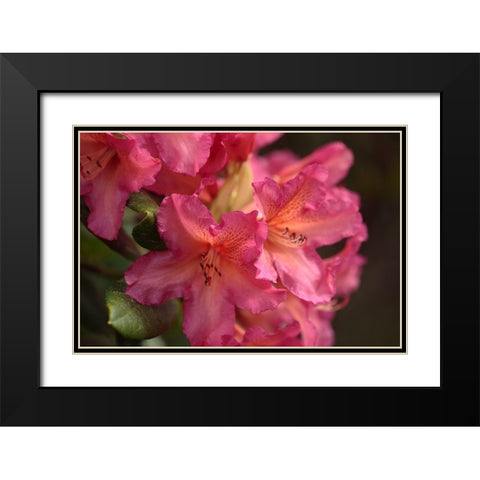 Exotic Rhodies V Black Modern Wood Framed Art Print with Double Matting by Crane, Rita