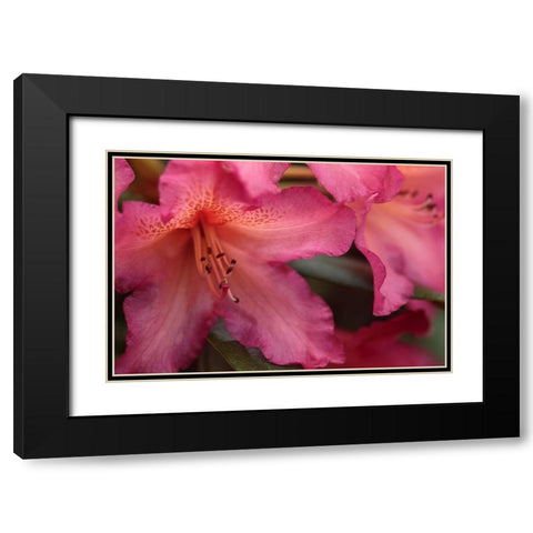 Exotic Rhodies IX Black Modern Wood Framed Art Print with Double Matting by Crane, Rita