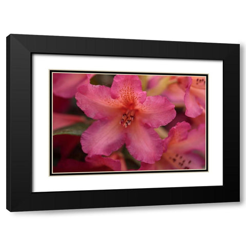 Exotic Rhodies X Black Modern Wood Framed Art Print with Double Matting by Crane, Rita