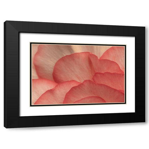 Pink Begonia Petals I Black Modern Wood Framed Art Print with Double Matting by Crane, Rita