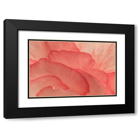 Pink Begonia Petals II Black Modern Wood Framed Art Print with Double Matting by Crane, Rita