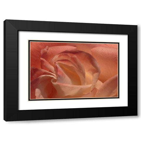 Heart of a Rose Black Modern Wood Framed Art Print with Double Matting by Crane, Rita