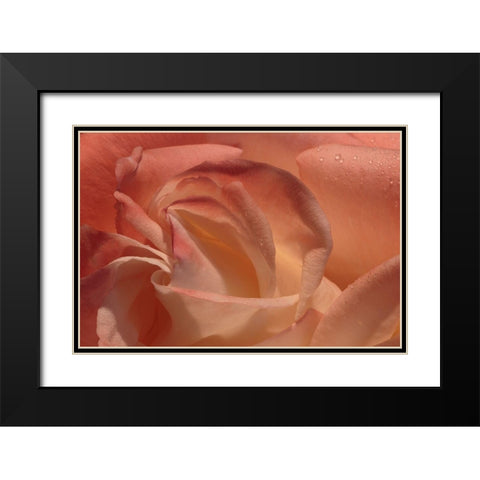Heart of a Rose Black Modern Wood Framed Art Print with Double Matting by Crane, Rita
