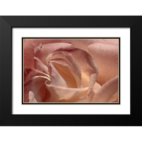 Heart of a Rose IX Black Modern Wood Framed Art Print with Double Matting by Crane, Rita