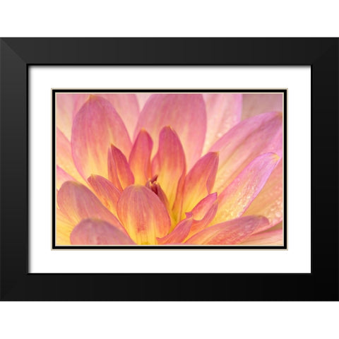 China Doll Dahlia I Black Modern Wood Framed Art Print with Double Matting by Crane, Rita