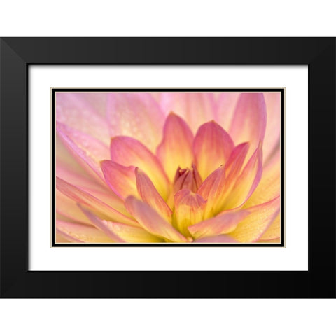 China Doll Dahlia II Black Modern Wood Framed Art Print with Double Matting by Crane, Rita