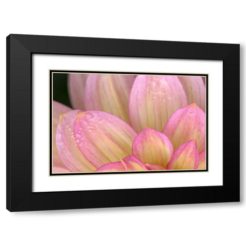 China Doll Petals I Black Modern Wood Framed Art Print with Double Matting by Crane, Rita