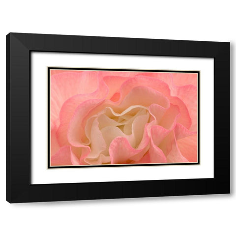 Rosy Begonia I Black Modern Wood Framed Art Print with Double Matting by Crane, Rita