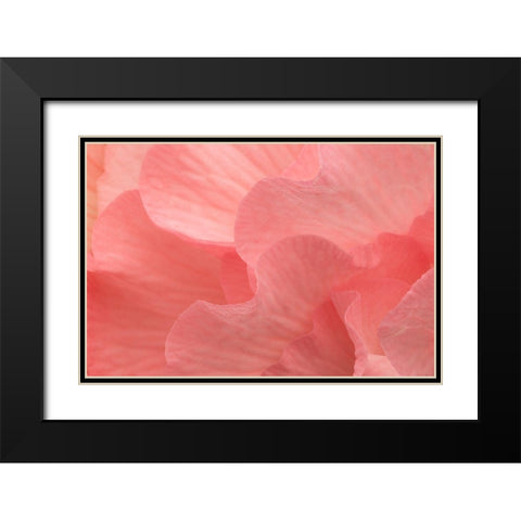 Rosy Begonia II Black Modern Wood Framed Art Print with Double Matting by Crane, Rita