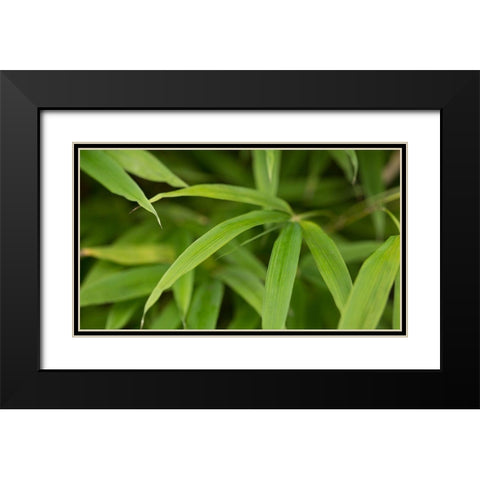 Bamboo Leaves II Black Modern Wood Framed Art Print with Double Matting by Crane, Rita