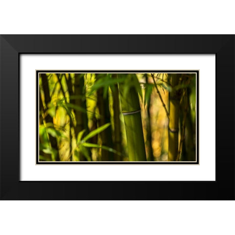 Bamboo Afternoon I Black Modern Wood Framed Art Print with Double Matting by Crane, Rita
