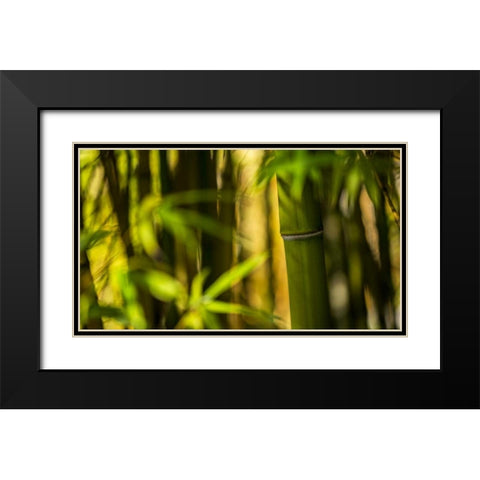 Bamboo Afternoon II Black Modern Wood Framed Art Print with Double Matting by Crane, Rita