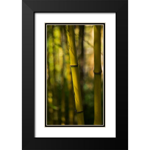 Bamboo Afternoon VII Black Modern Wood Framed Art Print with Double Matting by Crane, Rita