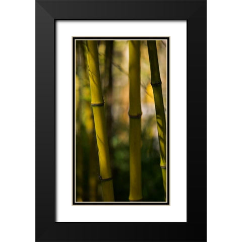 Bamboo Afternoon VIII Black Modern Wood Framed Art Print with Double Matting by Crane, Rita